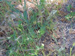 Vicia lutea