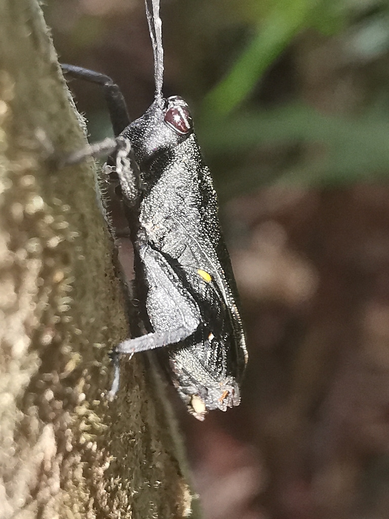 Hirrius mindanaensis