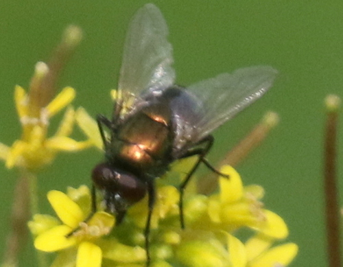 Unknown species found near Cornville, AZ 86325, USA