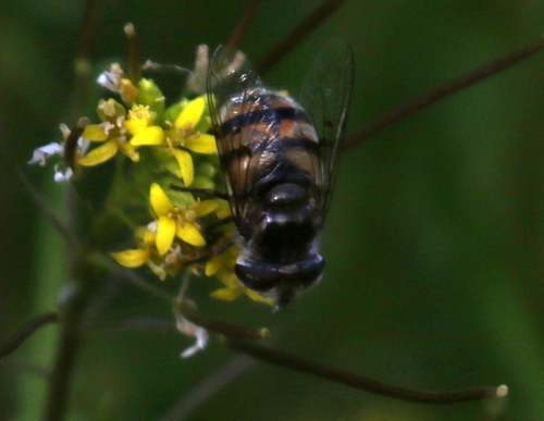 Unknown species found near Cornville, AZ 86325, USA