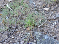 Ornithopus compressus