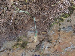 Narcissus triandrus pallidulus