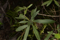 Tristaniopsis laurina