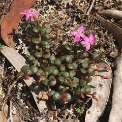 Portulaca bicolor