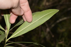 Tristaniopsis laurina