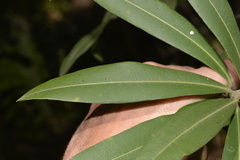 Tristaniopsis laurina