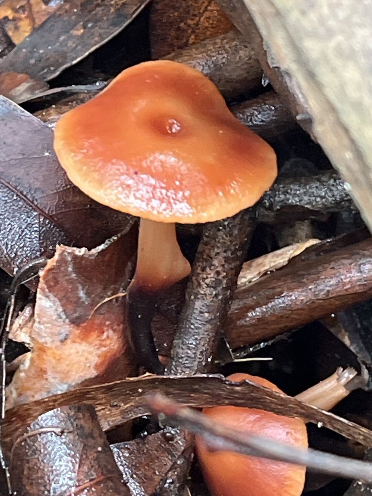 Gymnopus brassicolens · January 2026 · photo: © joqatana (iNaturalist, cc-by)