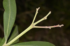 Tristaniopsis laurina