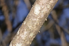 Tristaniopsis laurina