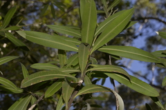 Tristaniopsis laurina