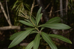 Tristaniopsis laurina