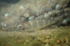 Fourlined Terapon photo 4