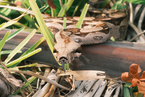 Boa Constrictor