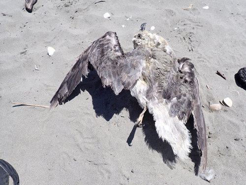 White-headed Petrel (Pterodroma lessonii)
