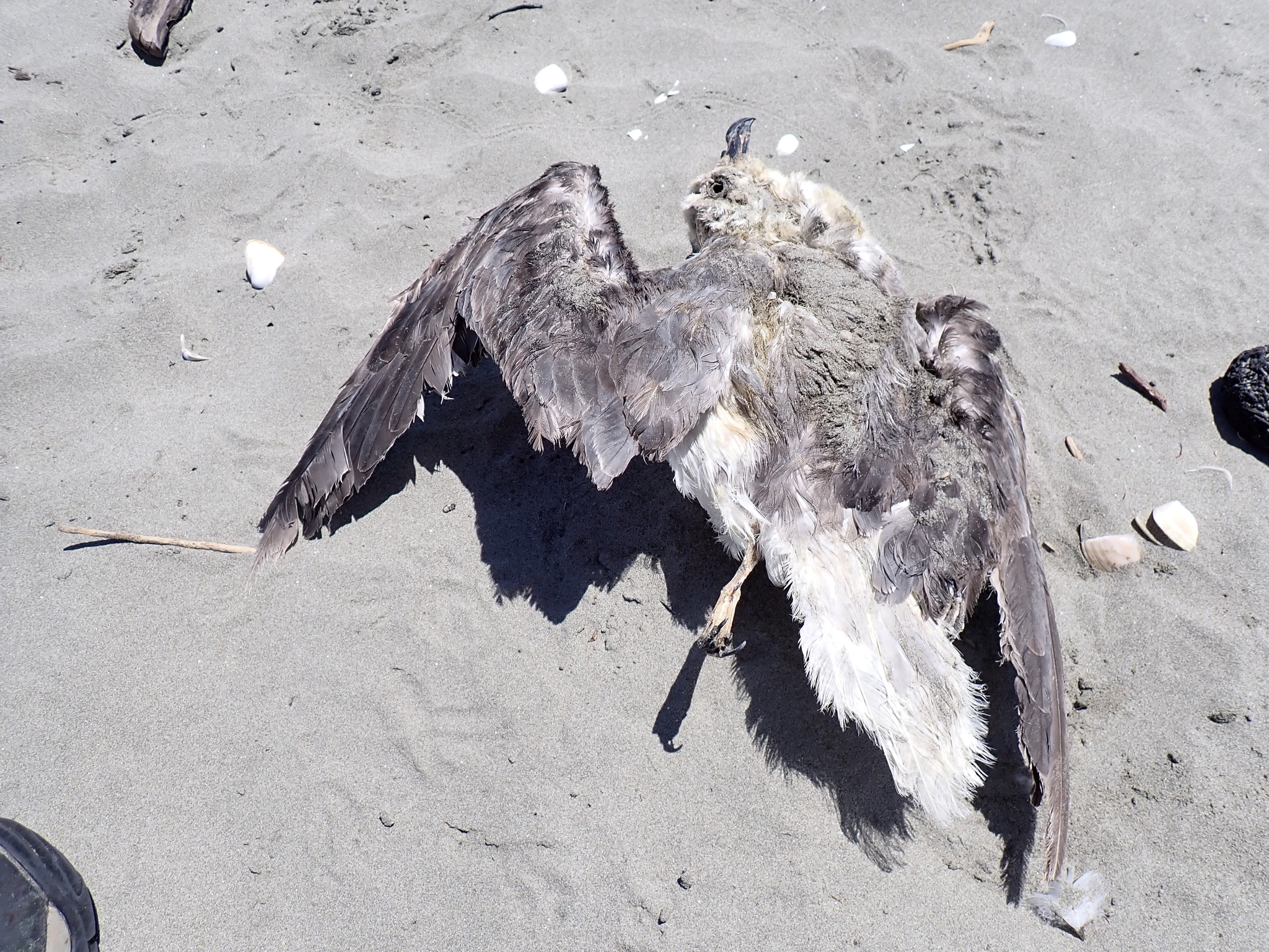 White-headed Petrel (Pterodroma lessonii), photo 1