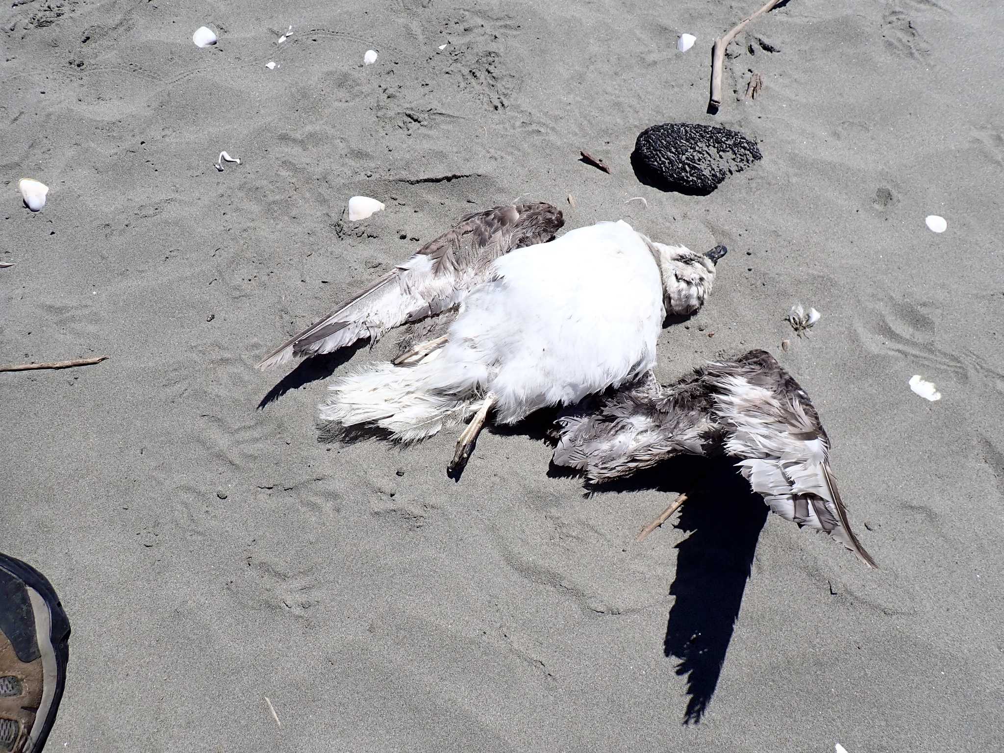 White-headed Petrel (Pterodroma lessonii), photo 2