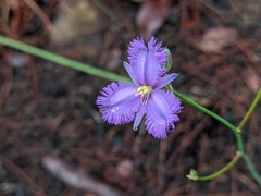 Thysanotus banksii