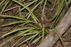 Chlorophytum comosum