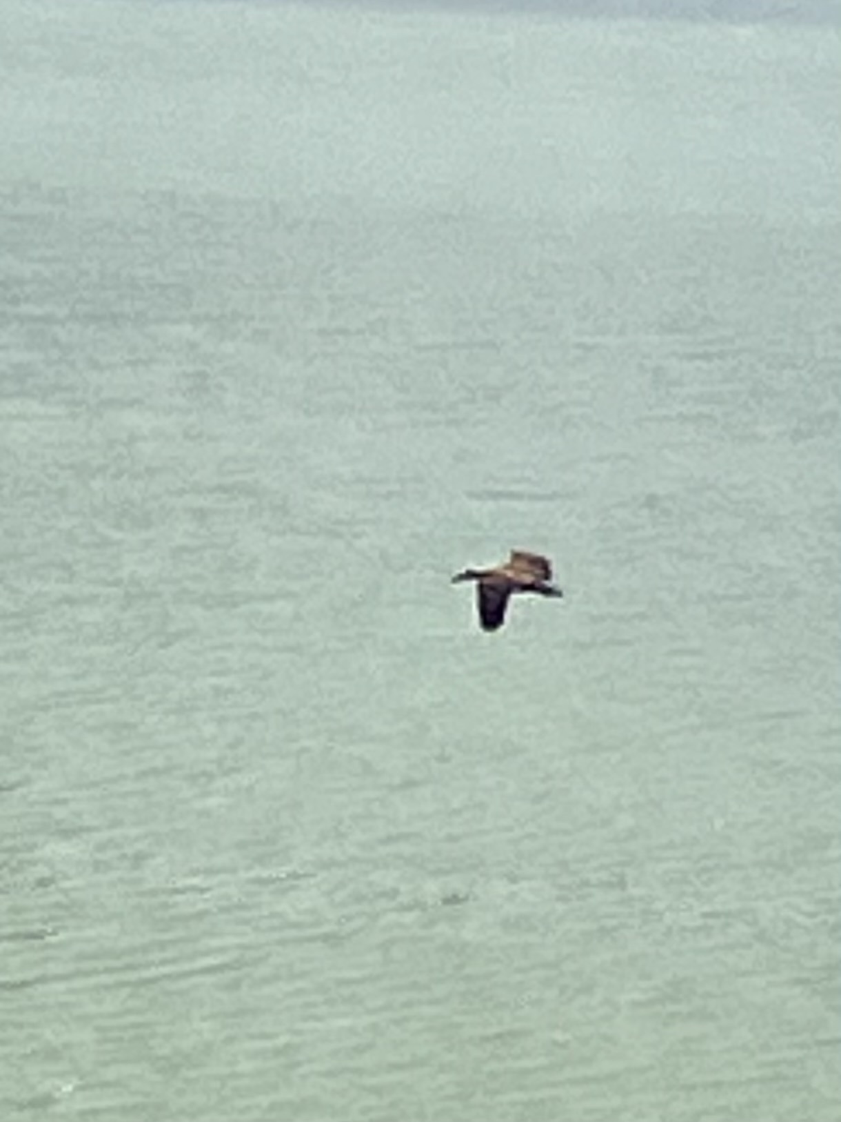 White-faced Whistling Duck (Dendrocygna viduata), photo 2