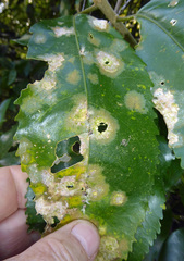 Cephaleuros lagerheimii