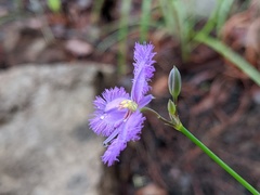 Thysanotus banksii