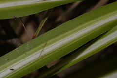 Chlorophytum comosum