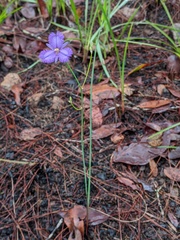 Thysanotus banksii