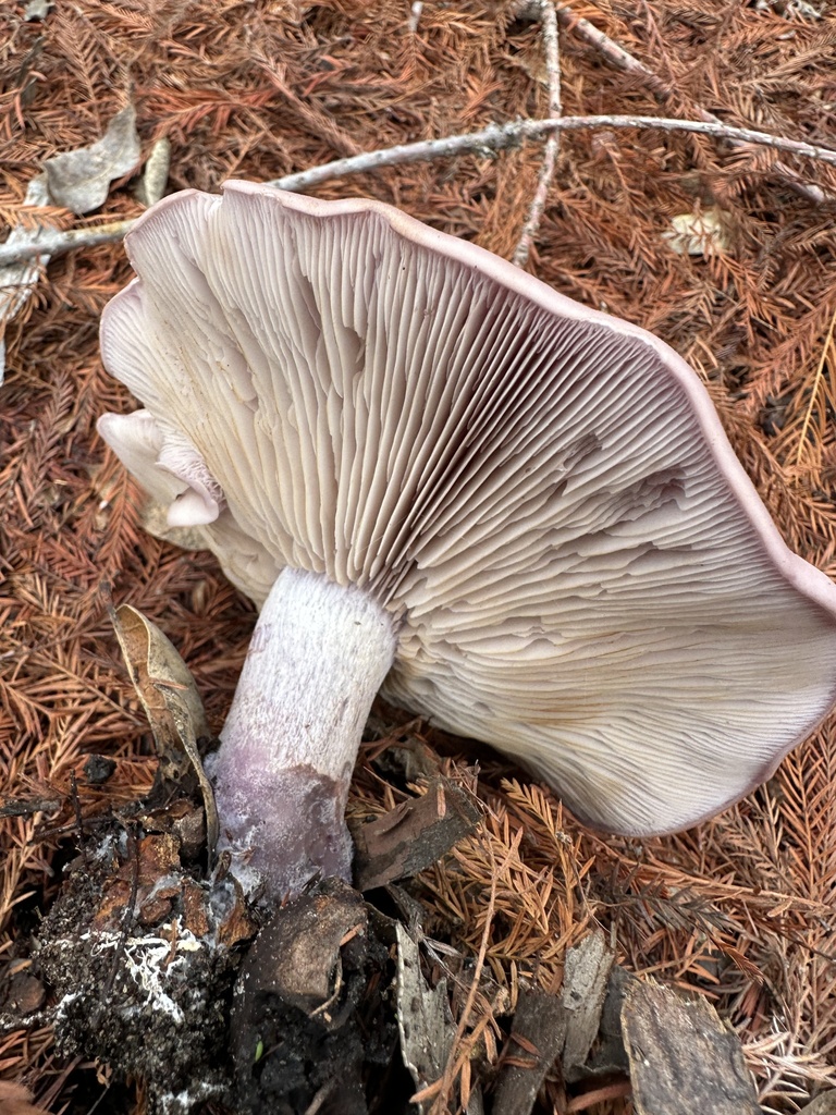 Collybia nuda · January 2026 · photo: © irinamitine (iNaturalist, cc-by)