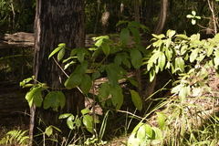 Melicope elleryana