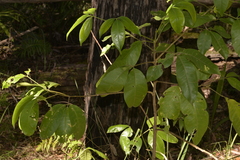 Melicope elleryana