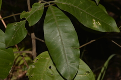 Melicope elleryana