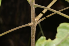 Melicope elleryana