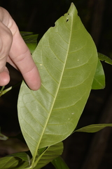 Melicope elleryana