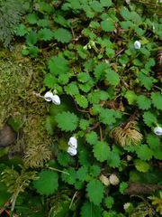 Jovellana repens
