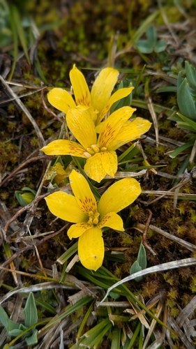 Alstroemeria pygmaea (Alstroemeria pygmaea)