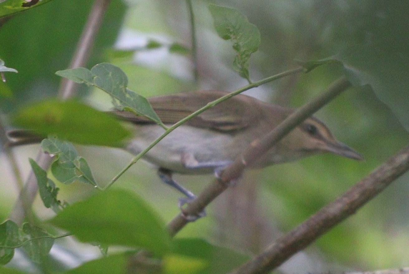Black-whiskered Vireo (Vireo altiloquus), photo 2