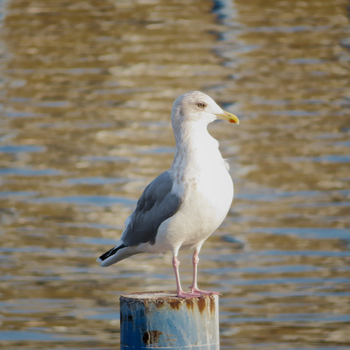 Vega Gull (Larus vegae), photo 6