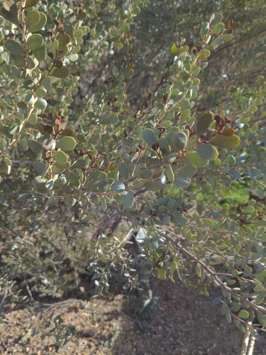 Hop mulga (Acacia craspedocarpa)