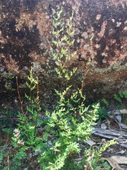 Cheilanthes sieberi sieberi