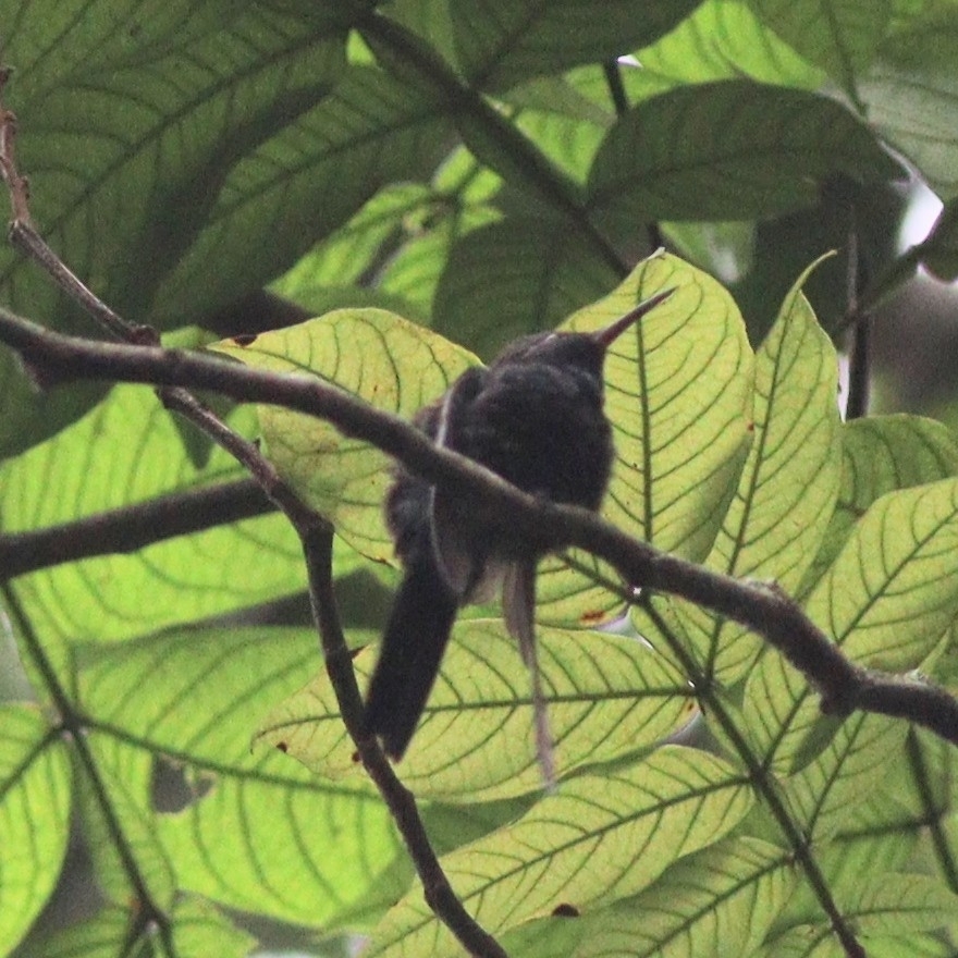 Hispaniolan Emerald (Riccordia swainsonii), photo 1