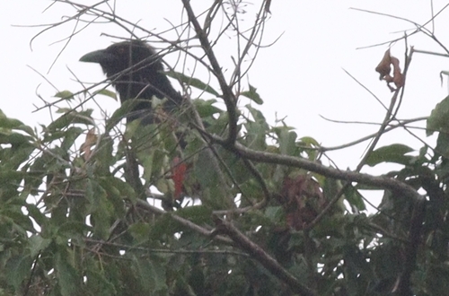 White-necked Crow (Corvus leucognaphalus), photo 2