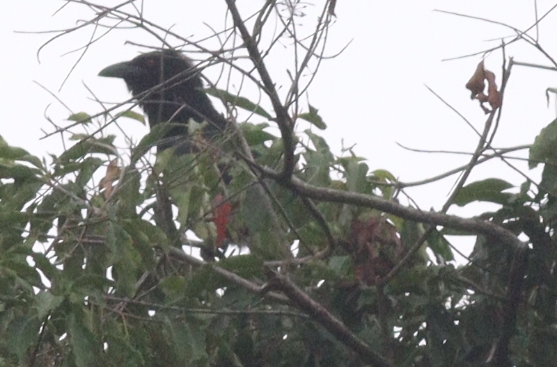 White-necked Crow (Corvus leucognaphalus), photo 2