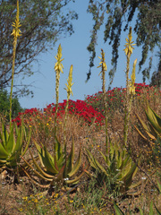 Aloe gariepensis