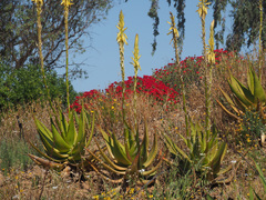 Aloe gariepensis