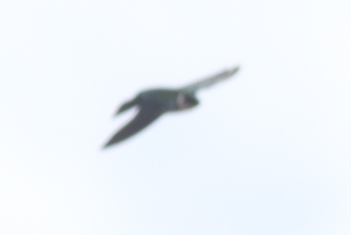Golden Swallow (Tachycineta euchrysea), photo 6