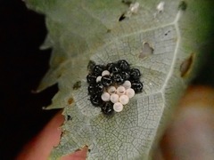 Glaucias