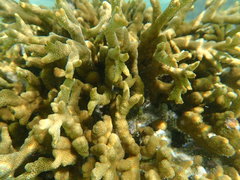 Montipora digitata