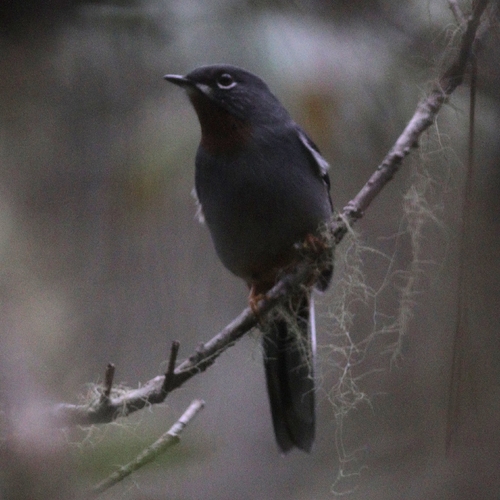 Rufous-throated Solitaire (Myadestes genibarbis)
