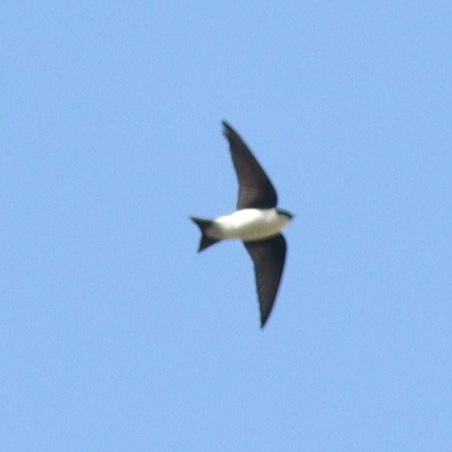 Golden Swallow (Tachycineta euchrysea), photo 5