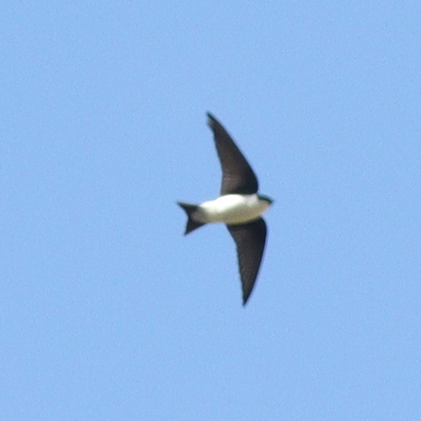 Golden Swallow illustration
